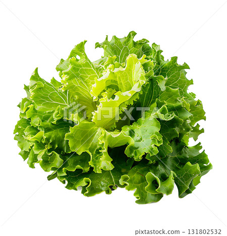 Fresh Curly Lettuce Head Isolated on White Background, Vibrant Greens, Leafy Texture Fresh Curly Lettuce Head Isolated on White Background, Vibrant Greens, Leafy Texture 131802532