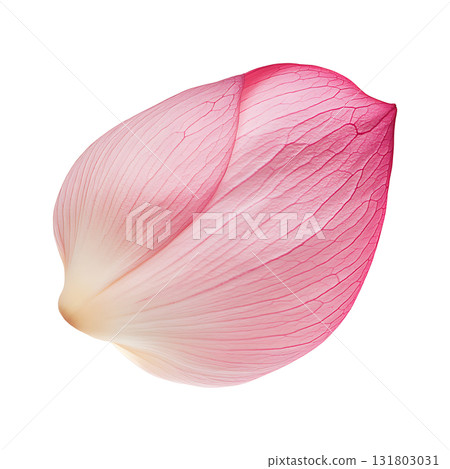 Pink lotus petal shows delicate texture on transparent background Pink lotus petal shows delicate texture on transparent background 131803031