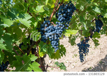 Big bunche of red wine grapes in sunny weather on the vineyard. Summer harvest for nature background. Big bunche of red wine grapes in sunny weather on the vineyard. Summer harvest for nature background. 131803129