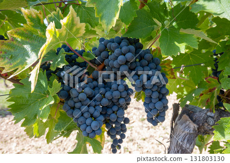 Big bunche of red wine grapes in sunny weather on the vineyard. Summer harvest for nature background. 131803130