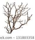 Bare Tree Branches with Buds on Transparent Background, Early Spring Stage 131803358