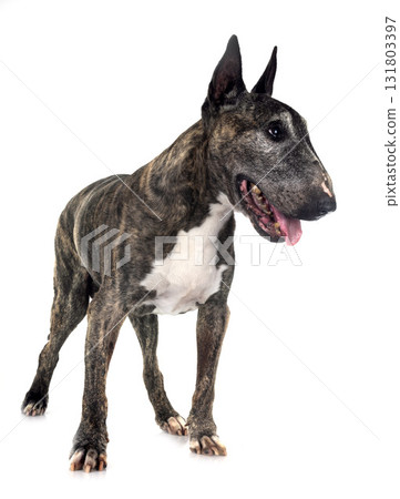 old bull terrier in studio old bull terrier in studio 131803397