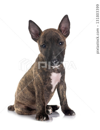 miniature bull terrier in studio 131803399