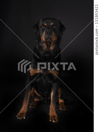 rottweiler in studio 131803421