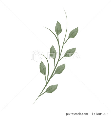 A delicate watercolor illustration shows a single flower stem with small, green leaves branching off the main stalk. This botanical drawing is set against a plain white backdrop. A delicate watercolor illustration shows a single flower stem with small, green leaves branching off the main stalk. This botanical drawing is set against a plain white backdrop. 131804008