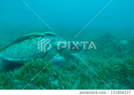 A big Sea Turtle in a grassy underwater area. Plenty of silt in the blue water  131804227