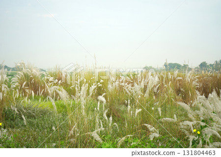 Dense White Kash Phool Grass Field Signaling Autumn and Durga Puja in Bengal Dense White Kash Phool Grass Field Signaling Autumn and Durga Puja in Bengal 131804463