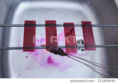 Red, blood and glass slide in laboratory stain research, dna cell engineering or acid particles chemistry in top view sink. Zoom, science and healthcare dye study in medical pharmacy with cotton swab Red, blood and glass slide in laboratory stain research, dna cell engineering or acid particles chemistry in top view sink. Zoom, science and healthcare dye study in medical pharmacy with cotton swab 131806649