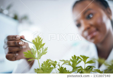 Black woman, plant science and research in laboratory for ecology, analytics and medicine. Woman, doctor and scientist hand to study at work for agriculture, healthcare and future medical development Black woman, plant science and research in laboratory for ecology, analytics and medicine. Woman, doctor and scientist hand to study at work for agriculture, healthcare and future medical development 131807340