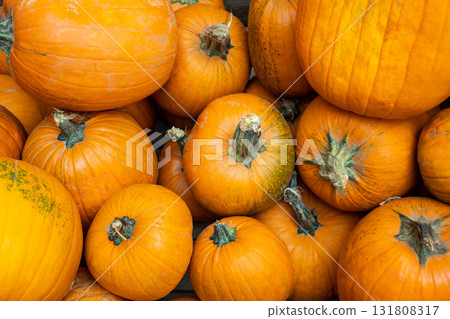 Batch orange fresh pumpkins on the field. Autumn nature background for Halloween decoration or cooking.  131808317