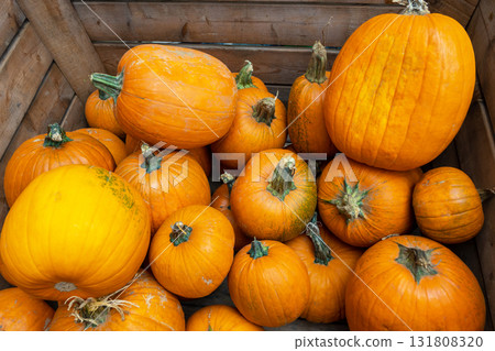 Batch orange fresh pumpkins in the big wood box for market. Autumn nature background for decoration. Batch orange fresh pumpkins in the big wood box for market. Autumn nature background for decoration. 131808320
