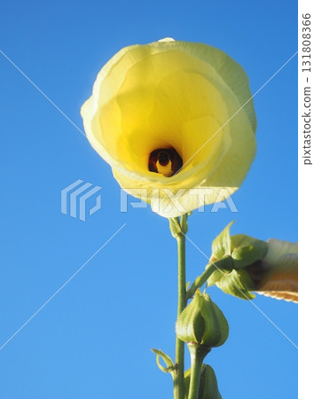 Tororoaoi in the morning sun (20250930063747) Tororoaoi in the morning sun (20250930063747) 131808366