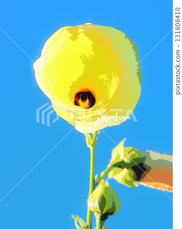 Tororoaoi in the morning sun (afr20250930063734) Tororoaoi in the morning sun (afr20250930063734) 131808410