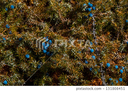 Close up of juniper berry branches with blue berries and spiky needles in woodland setting Close up of juniper berry branches with blue berries and spiky needles in woodland setting 131808451