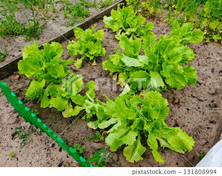 Fresh, young Green lettuce leaves grow in the garden in the summer Fresh, young Green lettuce leaves grow in the garden in the summer 131808994