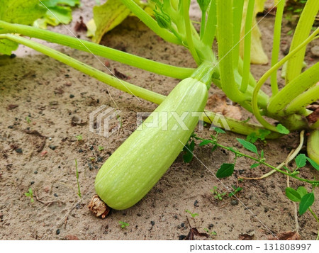 Young green zucchini grows in the garden in the summer. Growing vegetables in the garden. 131808997