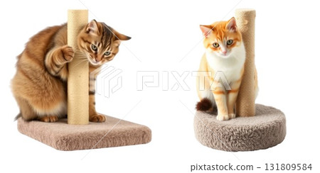 Adorable kittens playing on cardboard scratching posts fun toys isolated on white background 131809584