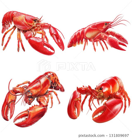 Four red lobsters displayed on a white canvas isolated on white background Four red lobsters displayed on a white canvas isolated on white background 131809697