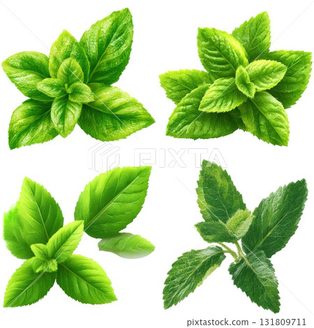 Four fresh green herb sprigs ready for culinary use isolated on white background Four fresh green herb sprigs ready for culinary use isolated on white background 131809711