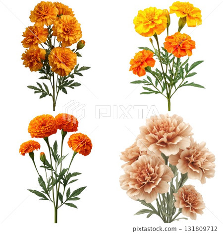 Four bunches of vibrant marigold flowers in various shades of orange and yellow isolated on white background 131809712