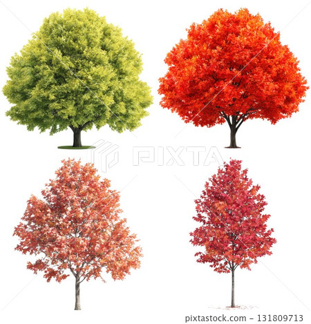 Four seasonal trees representing spring summer autumn winter isolated on white background Four seasonal trees representing spring summer autumn winter isolated on white background 131809713