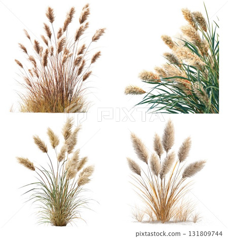 Ethereal pampas grass arrangements for natural decor isolated on white background 131809744