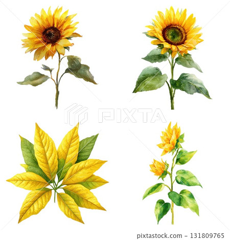 Watercolor Sunflower Set: Beautiful Floral Illustrations of Summer Flowers Isolated on a White Background. Watercolor Sunflower Set: Beautiful Floral Illustrations of Summer Flowers Isolated on a White Background. 131809765