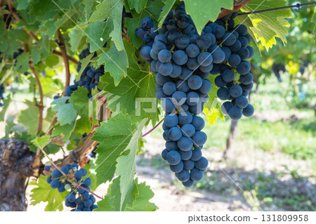 Big bunche of red wine grapes in sunny weather on the vineyard. Summer harvest for nature background. 131809958