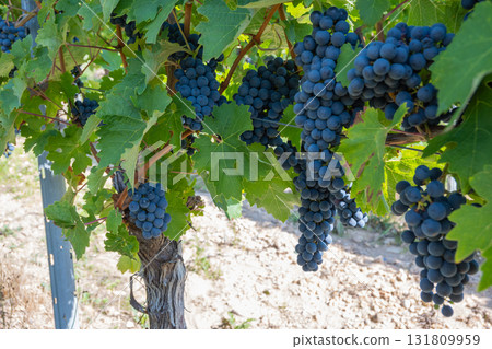 Big bunche of red wine grapes in sunny weather on the vineyard. Summer harvest for nature background. 131809959