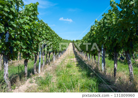Vineyard in Germany in summer harvest. Large bunches of red wine grapes in sunny weather. Nature background. 131809960