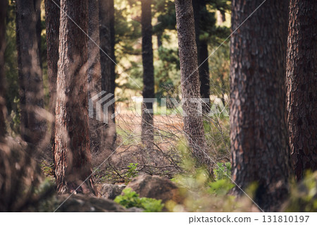 Forest, nature and landscape with trees and outdoor, woods or park with overgrowth and summer. Environment, green and natural with scenery, view and ecosystem with wilderness or woodland in Germany Forest, nature and landscape with trees and outdoor, woods or park with overgrowth and summer. Environment, green and natural with scenery, view and ecosystem with wilderness or woodland in Germany 131810197