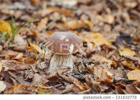Close up of mushroom growing in forest. Porcini cep mushroom in foliage of birch trees 131810778
