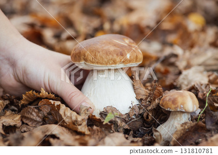 Girl found big thick cep boletus mushroom, taking it from the leaves. Picking mushroom in autumn forest concept 131810781