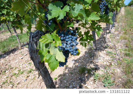 Vineyard in Germany in summer harvest. Large bunches of red wine grapes in sunny weather. Nature background. Vineyard in Germany in summer harvest. Large bunches of red wine grapes in sunny weather. Nature background. 131811122