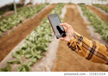 Hands, phone and farmer at farm typing, texting or web scrolling on sustainable technology. Mobile screen, agriculture and female with smartphone for social media or app to check growth of plants. 131811524