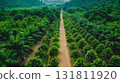 Aerial view of a verdant plantation with rows of palm trees and lush green foliage leading to distant hills 131811920