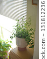 窗邊的室內植物沐浴在百葉窗透出的陽光中 131812236