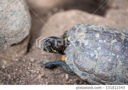 Unique turtle exploring a rocky habitat during daylight in a natural environment 131812343