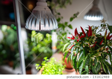 Growing plants under LED phyto lamp at home in winter season. Additional illumination. 131812469