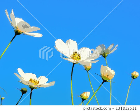 A cluster of white cosmos (afr20250930064431) 131812511