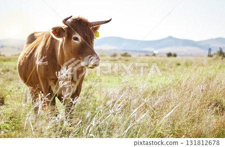 Cow, farm and mockup with a cattle eating in a field for agriculture or sustainability in nature. Animal, bull and dairy or beef farming with a bovine mammal grazing on natural growth outdoor Cow, farm and mockup with a cattle eating in a field for agriculture or sustainability in nature. Animal, bull and dairy or beef farming with a bovine mammal grazing on natural growth outdoor 131812678