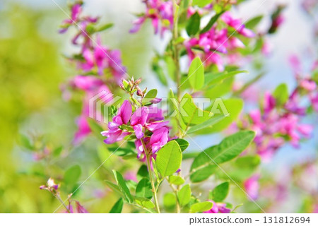 Hagi flower Hagi flower 131812694