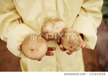 Child, hands or harvesting potatoes in farming greenhouse, agriculture field or nature environment growth or sustainability. Zoom, girl or farmer kid and ground vegetables for learning about garden 131813016