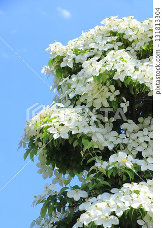 Tokiwa Yamaboushi in full bloom Tokiwa Yamaboushi in full bloom 131813304