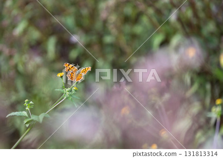 A fritillary butterfly resting on a flower 131813314