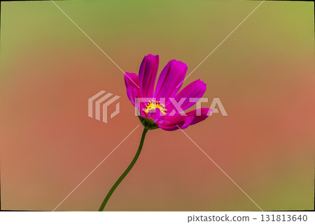 Cosmos flowers on a red and green gradient background Cosmos flowers on a red and green gradient background 131813640