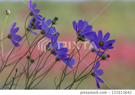 Cosmos blooming at dusk 131813642