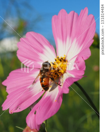 A hoverfly eating on a cosmos flower (20250930064836) A hoverfly eating on a cosmos flower (20250930064836) 131814484
