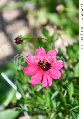 Benikosmos（巧克力宇宙）“櫻桃巧克力” 131815271