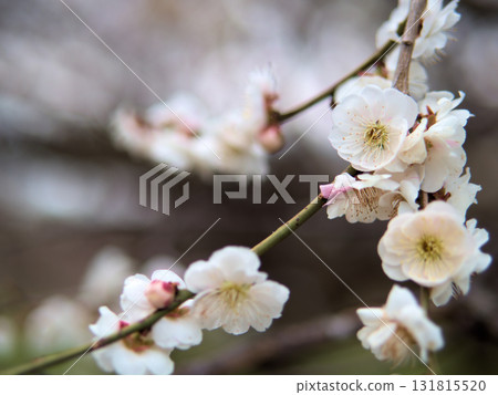 Beautiful white plum blossoms blooming in April, "Omoi no Mama" 131815520